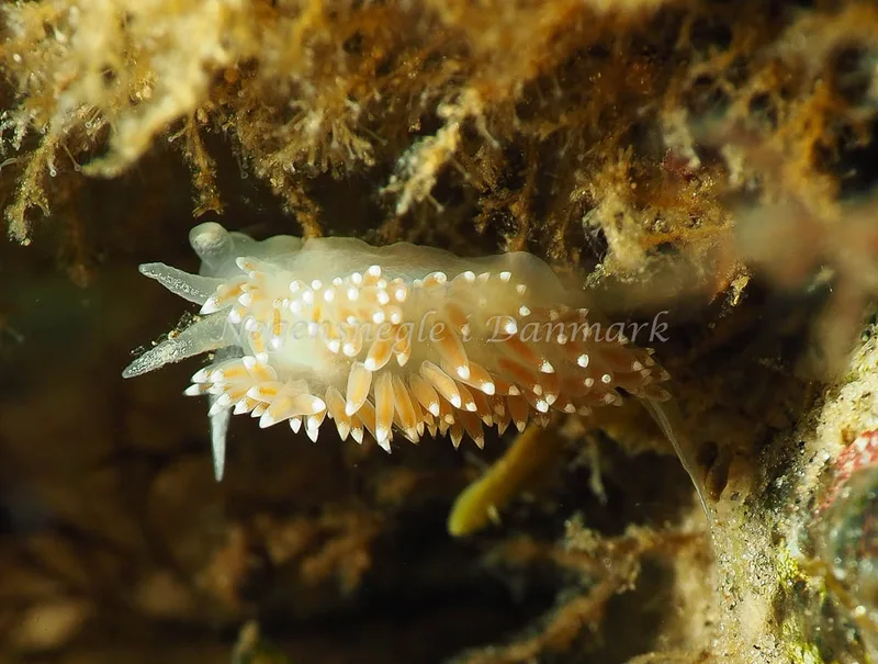 Coryphella verrucosa rufibranchialis - Lyngsbo Strand - Foto: Jens Egon Jørgensen