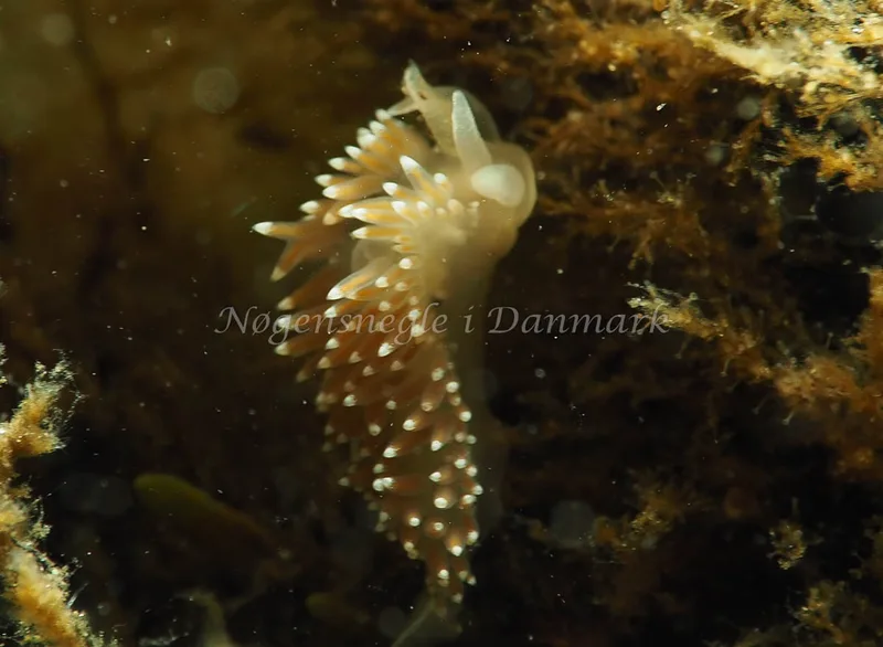 Coryphella verrucosa rufibranchialis - Lyngsbo Strand - Foto: Jens Egon Jørgensen