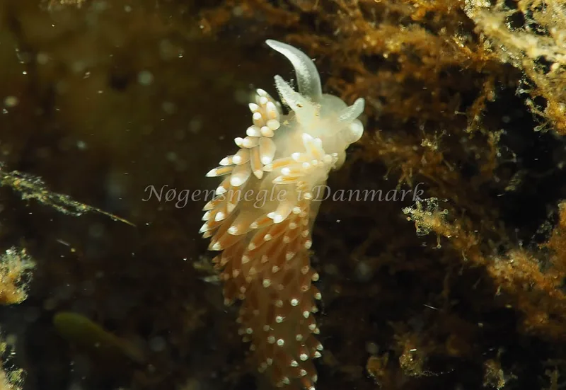 Coryphella verrucosa rufibranchialis - Lyngsbo Strand - Foto: Jens Egon Jørgensen