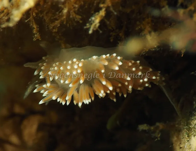 Coryphella verrucosa rufibranchialis - Lyngsbo Strand - Foto: Jens Egon Jørgensen