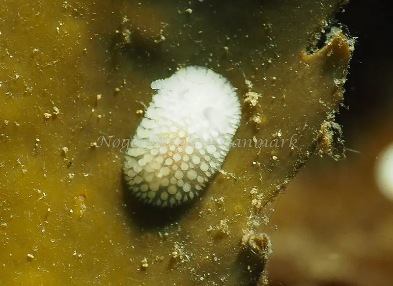 Onchidoris muricata - Lyngsbo Strand - Foto: Jens Egon Jørgensen