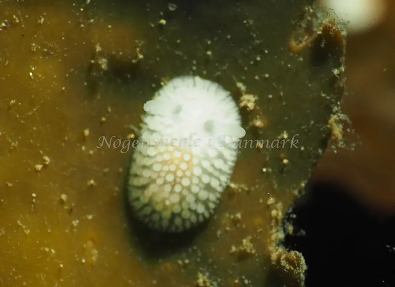 Onchidoris muricata - Lyngsbo Strand - Foto: Jens Egon Jørgensen