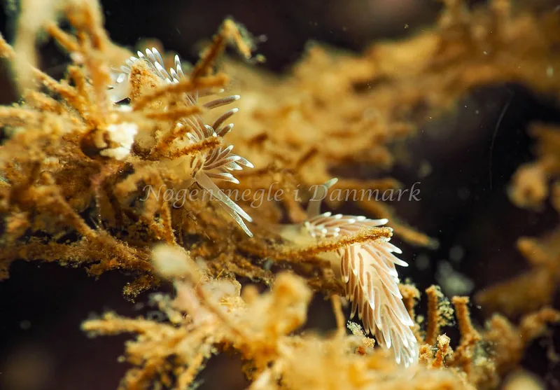 Cuthonella concinna - Lyngsbo Strand - Foto: Jens Egon Jørgensen