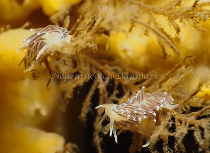 Cuthonella concinna - Lyngsbo Strand - Foto: Jens Egon Jørgensen