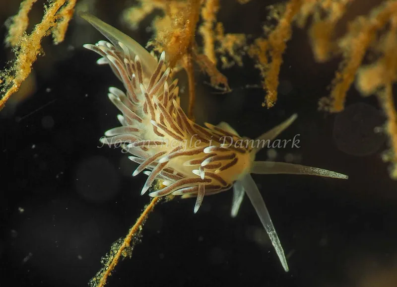 Cuthonella concinna - Lyngsbo Strand - Foto: Jens Egon Jørgensen