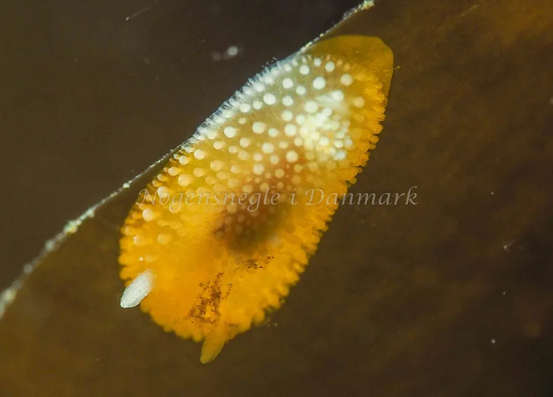 Onchidoris muricata - Lyngsbo Strand - Foto: Jens Egon Jørgensen