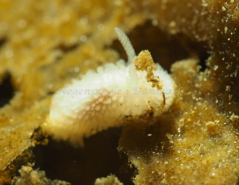Onchidoris muricata - Lyngsbo Strand - Foto: Jens Egon Jørgensen
