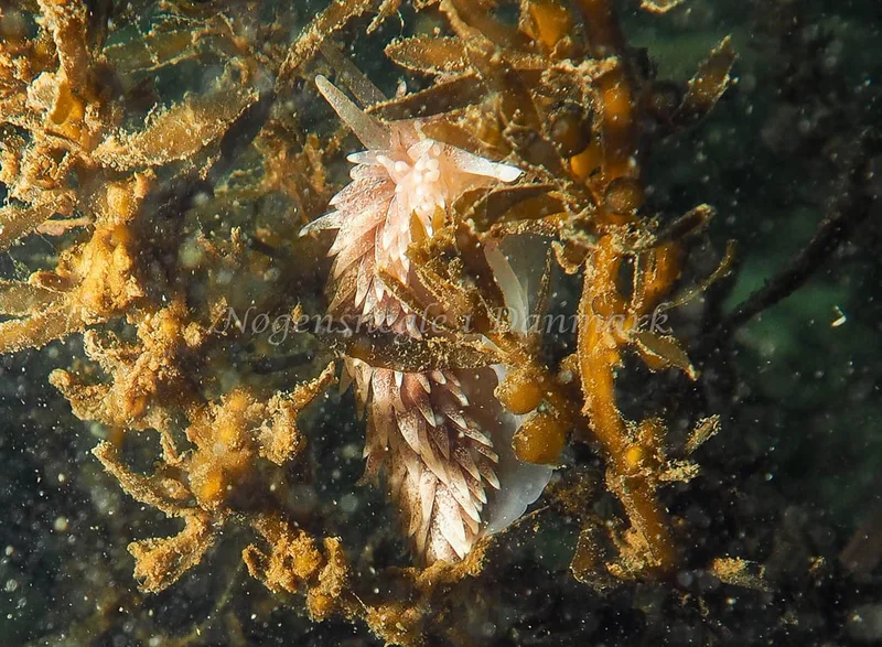Aeolidia papillosa - Lyngsbo Strand - Foto: Jens Egon Jørgensen