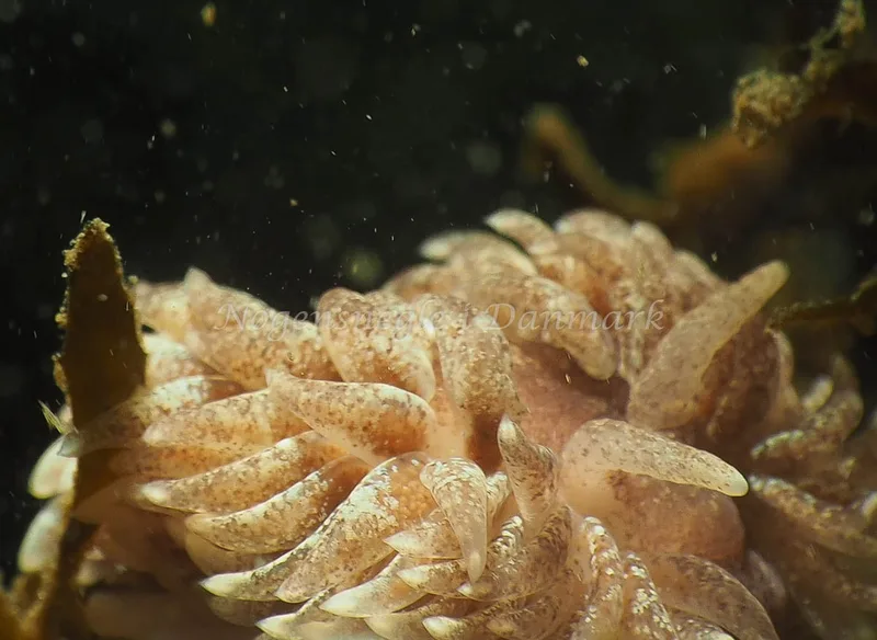 Aeolidia papillosa - Lyngsbo Strand - Foto: Jens Egon Jørgensen