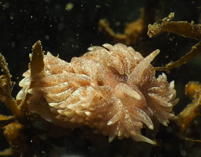 Aeolidia papillosa - Lyngsbo Strand - Foto: Jens Egon Jørgensen