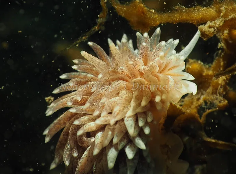 Aeolidia papillosa - Lyngsbo Strand - Foto: Jens Egon Jørgensen