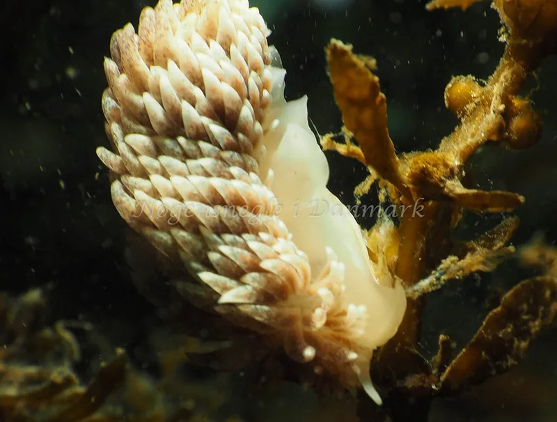 Aeolidia papillosa - Lyngsbo Strand - Foto: Jens Egon Jørgensen