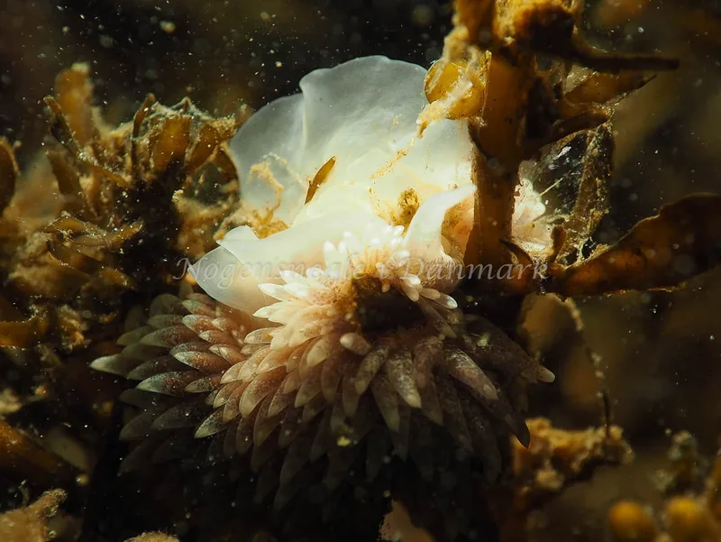 Aeolidia papillosa - Lyngsbo Strand - Foto: Jens Egon Jørgensen