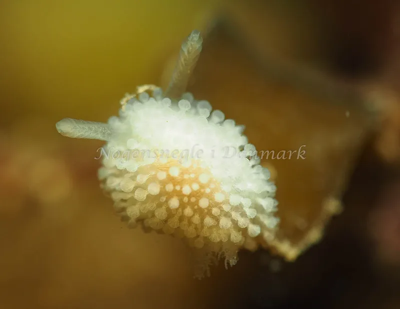 Onchidoris muricata - Lyngsbo Strand - Foto: Jens Egon Jørgensen