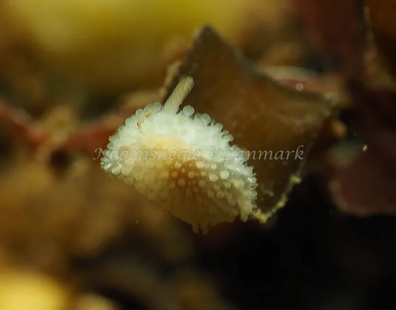 Onchidoris muricata - Lyngsbo Strand - Foto: Jens Egon Jørgensen