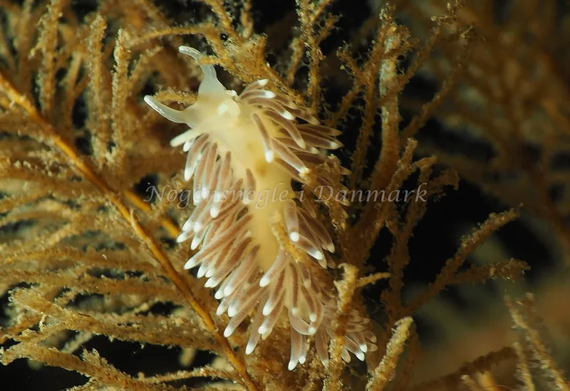 Cuthonella concinna - Lyngsbo Strand - Foto: Jens Egon Jørgensen