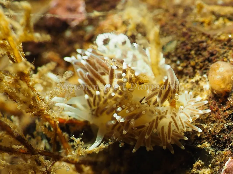 Cuthonella concinna - Lyngsbo Strand - Foto: Jens Egon Jørgensen