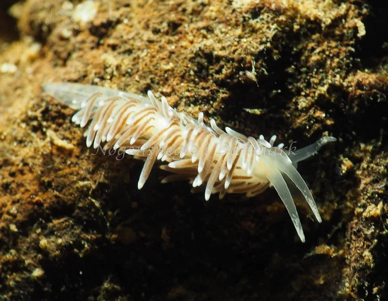 Cuthonella concinna - Lyngsbo Strand - Foto: Jens Egon Jørgensen