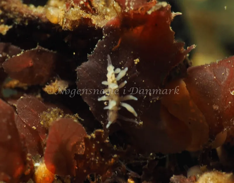 Eubranchus rupium - Lyngsbo Strand - Foto: Jens Egon Jørgensen
