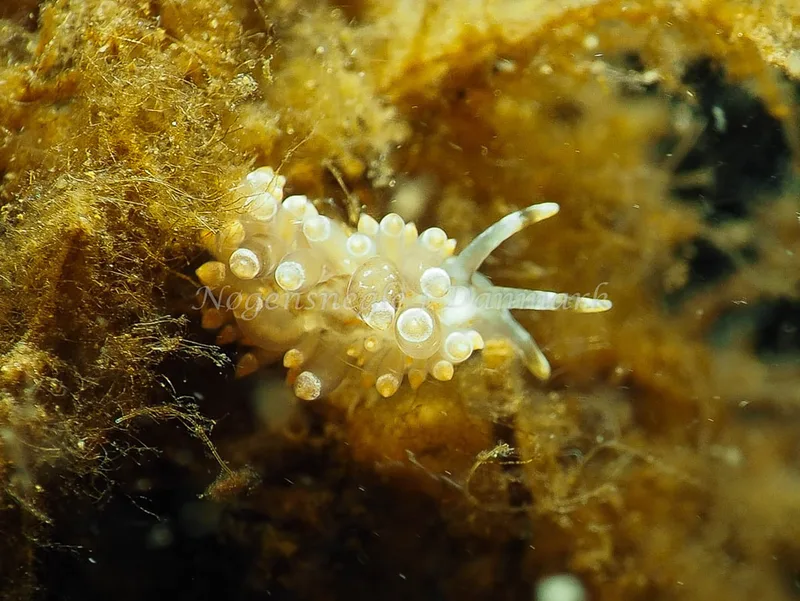 Amphorina viriola - Kollund Lillestrand - Foto: Jens Egon Jørgensen