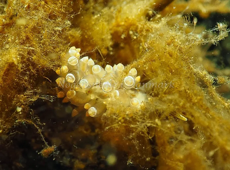 Amphorina viriola - Kollund Lillestrand - Foto: Jens Egon Jørgensen