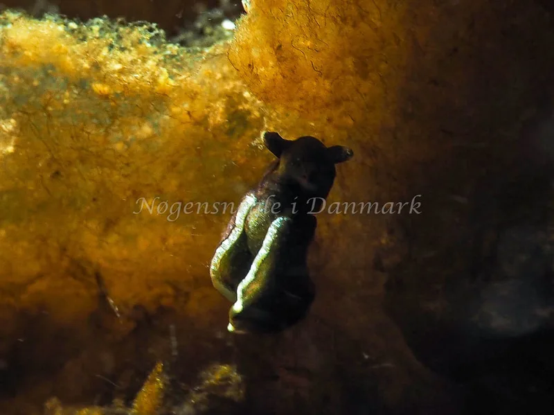 Elysia viridis - Kollund Lillestrand - Foto: Jens Egon Jørgensen