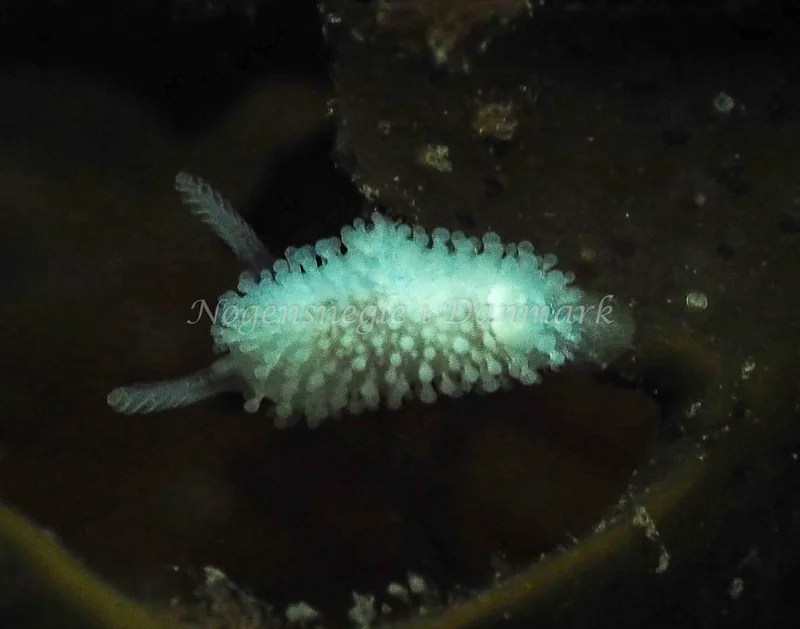 Onchidoris muricata - Ammoniakhavnen - Foto: Jens Egon Jørgensen