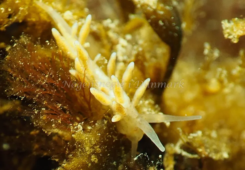 Eubranchus rupium - Ammoniakhavnen - Foto: Jens Egon Jørgensen