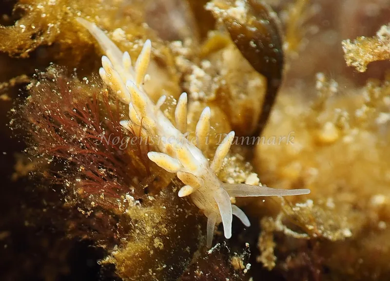 Eubranchus rupium - Ammoniakhavnen - Foto: Jens Egon Jørgensen