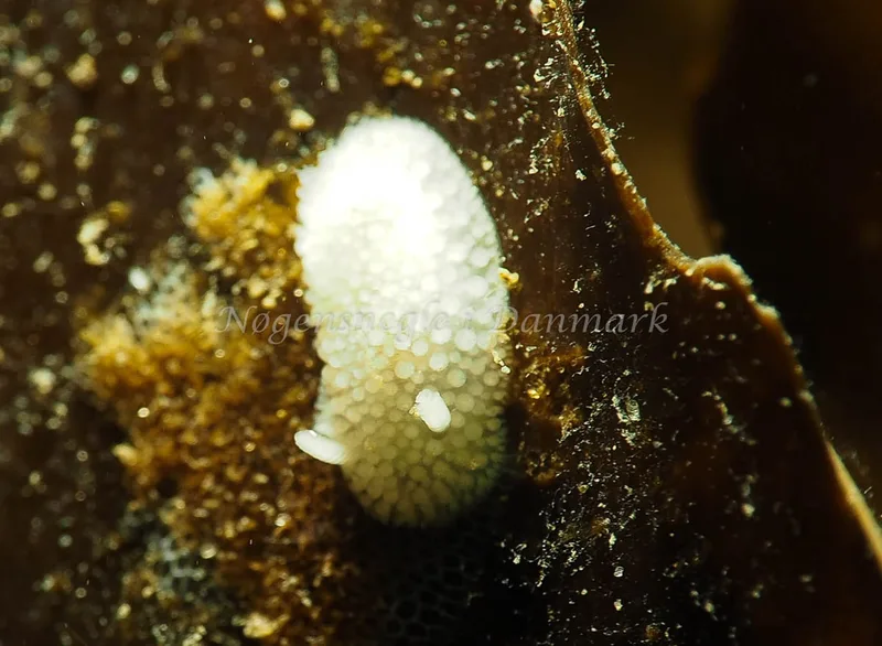 Onchidoris muricata - Ammoniakhavnen - Foto: Jens Egon Jørgensen