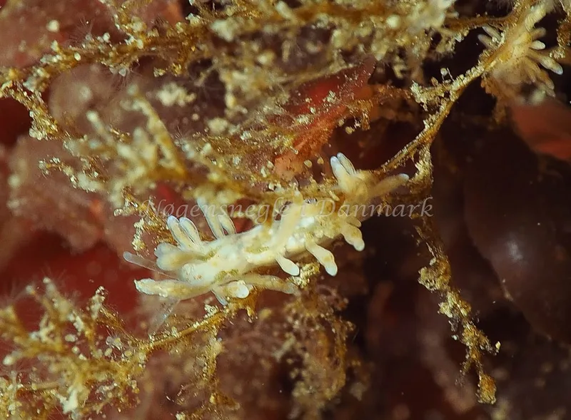 Eubranchus rupium - Ammoniakhavnen - Foto: Jens Egon Jørgensen