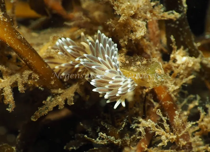 Cuthonella concinna - Ammoniakhavnen - Foto: Jens Egon Jørgensen