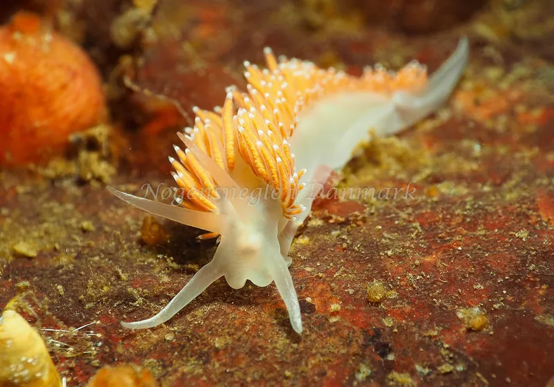 Coryphella verrucosa rufibranchialis - Ammoniakhavnen - Foto: Jens Egon Jørgensen