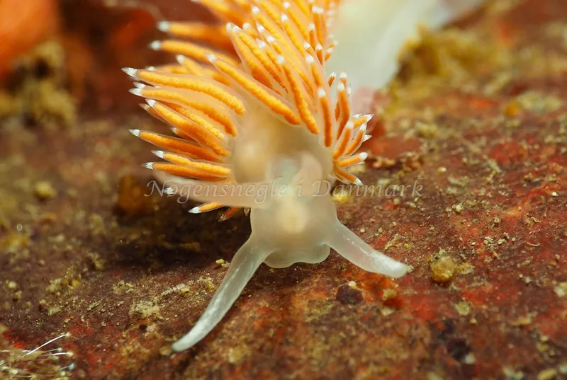 Coryphella verrucosa rufibranchialis - Ammoniakhavnen - Foto: Jens Egon Jørgensen
