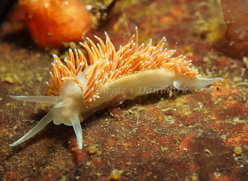 Coryphella verrucosa rufibranchialis - Ammoniakhavnen - Foto: Jens Egon Jørgensen