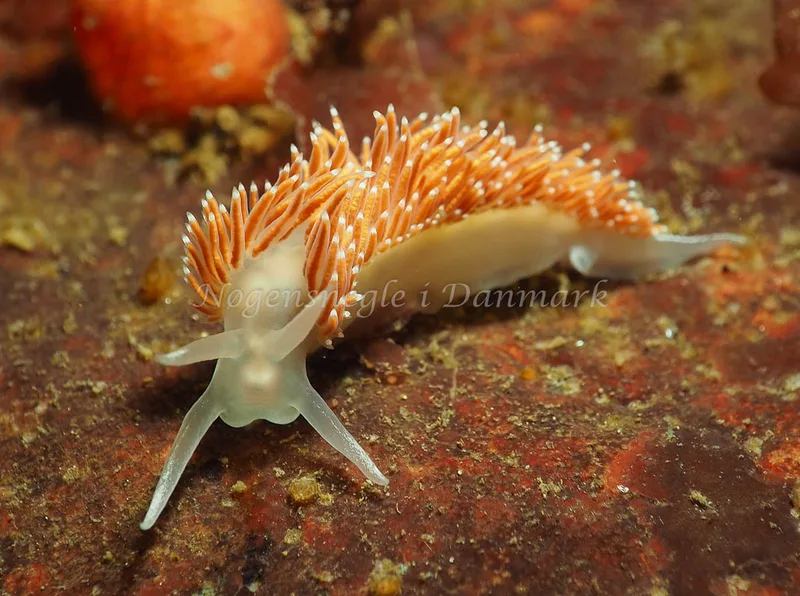 Coryphella verrucosa rufibranchialis - Ammoniakhavnen - Foto: Jens Egon Jørgensen