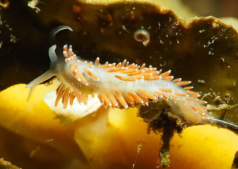 Coryphella verrucosa rufibranchialis - Ammoniakhavnen - Foto: Jens Egon Jørgensen