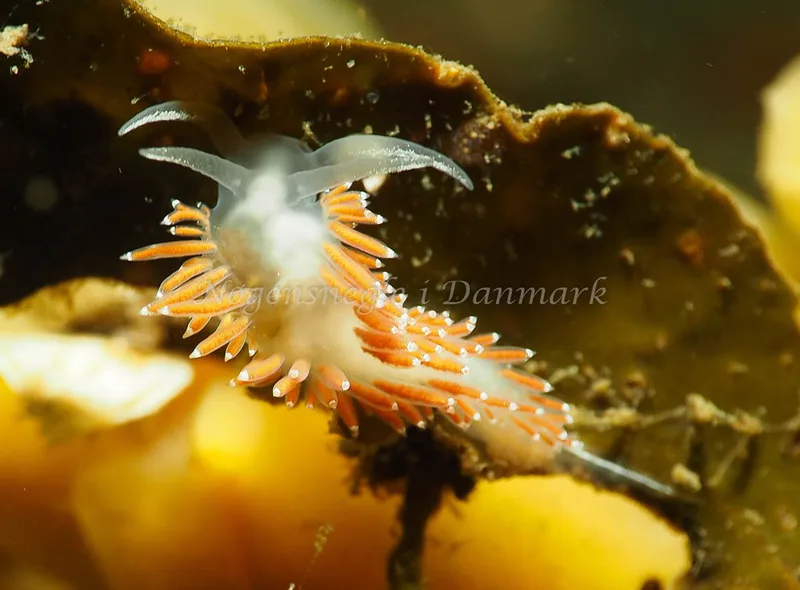 Coryphella verrucosa rufibranchialis - Ammoniakhavnen - Foto: Jens Egon Jørgensen