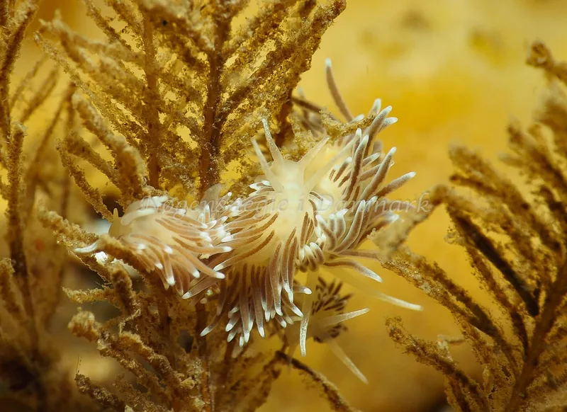 Cuthonella concinna - Ammoniakhavnen - Foto: Jens Egon Jørgensen
