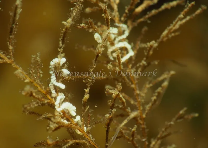 Cuthonella concinna - Ammoniakhavnen - Foto: Jens Egon Jørgensen