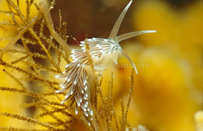 Cuthonella concinna - Ammoniakhavnen - Foto: Jens Egon Jørgensen