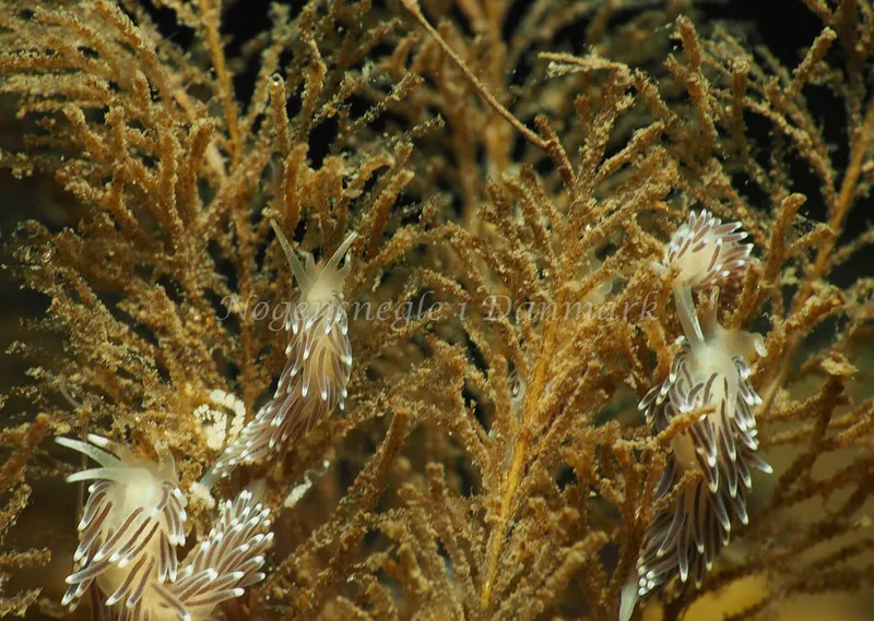Cuthonella concinna - Ammoniakhavnen - Foto: Jens Egon Jørgensen