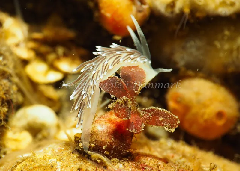 Cuthonella concinna - Ammoniakhavnen - Foto: Jens Egon Jørgensen