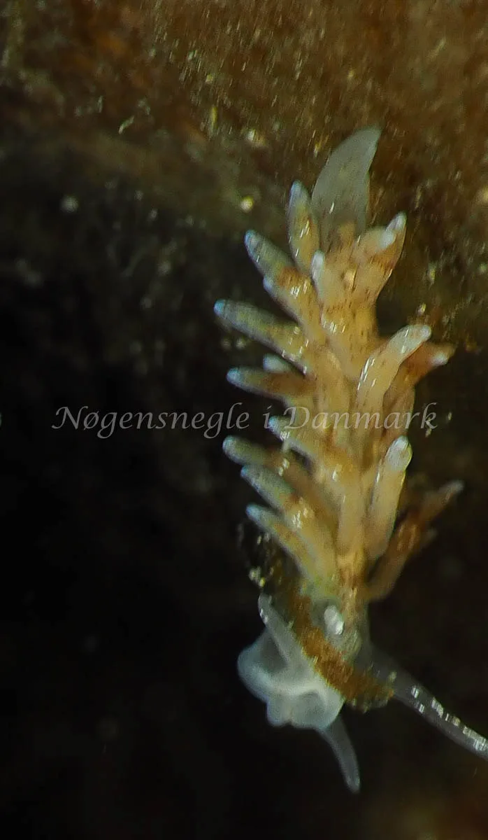 Eubranchus rupium - Ammoniakhavnen - Foto: Jens Egon Jørgensen