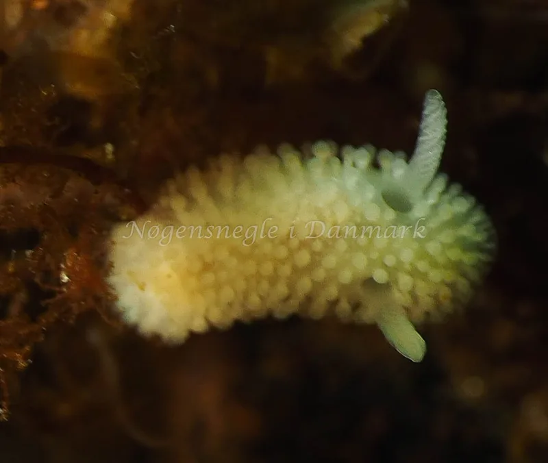 Onchidoris muricata - Ammoniakhavnen - Foto: Jens Egon Jørgensen