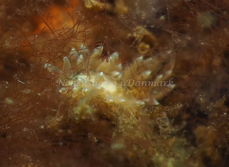 Amphorina viriola - Kollund Lillestrand - Foto: Jens Egon Jørgensen