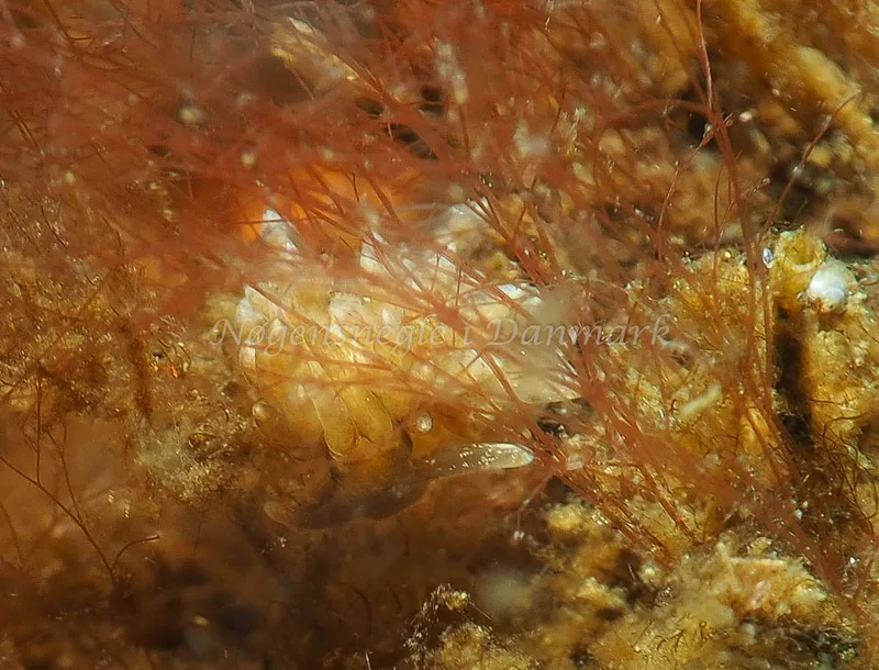 Amphorina viriola - Kollund Lillestrand - Foto: Jens Egon Jørgensen