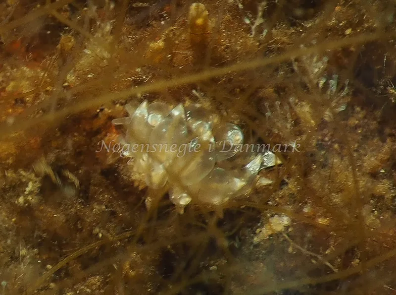 Amphorina viriola - Kollund Lillestrand - Foto: Jens Egon Jørgensen