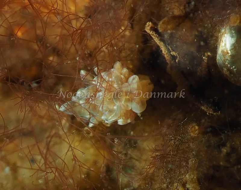 Amphorina viriola - Kollund Lillestrand - Foto: Jens Egon Jørgensen