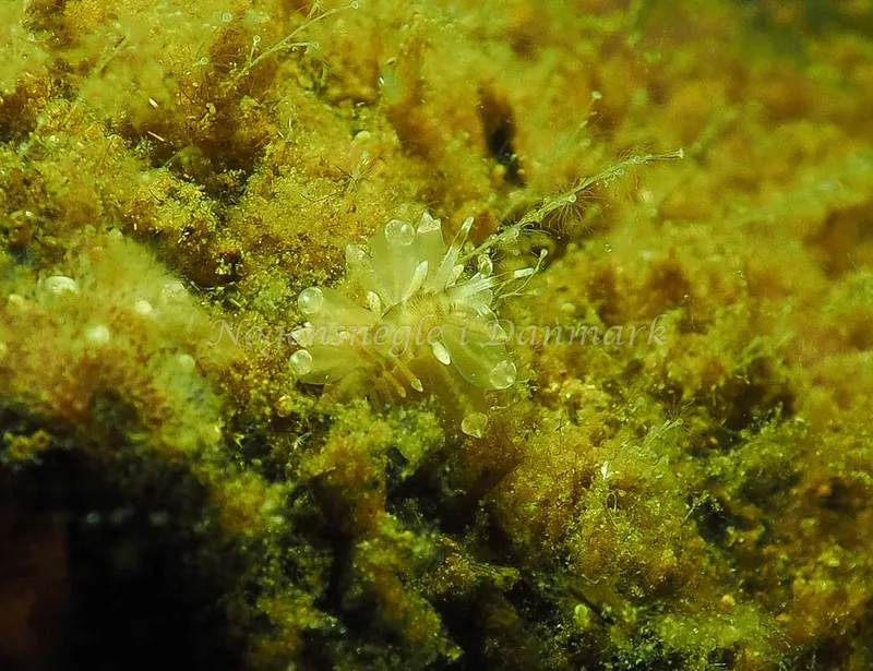 Amphorina viriola - Kollund Lillestrand - Foto: Jens Egon Jørgensen